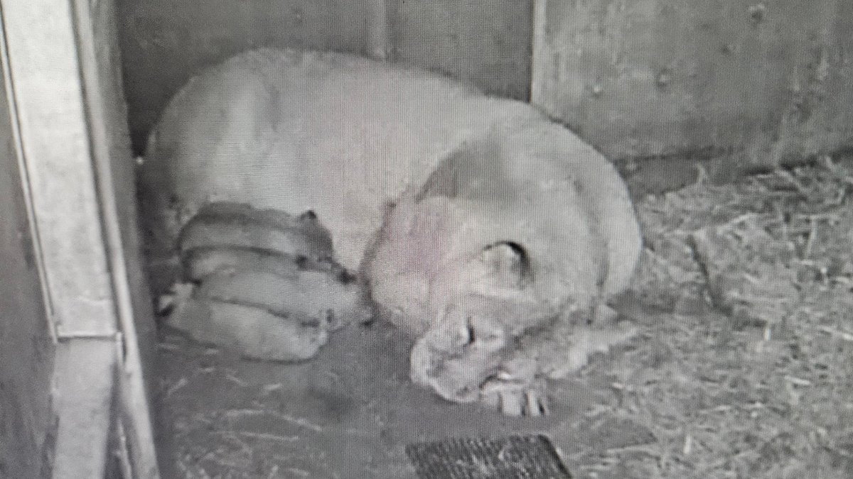 Löwenbaby im Tiergarten Nürnberg gestorben