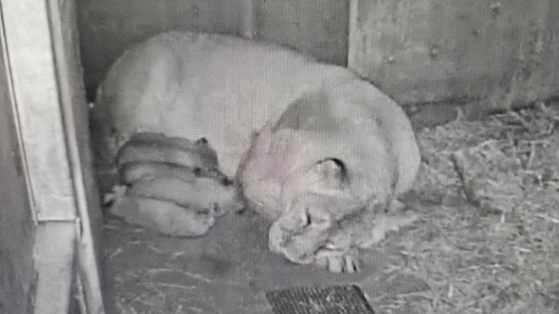 Schwarz-weißes Kamerabild, auf dem eine Löwenmutter und vier Löwenbabies zu sehen sind. | Bild: Tiergarten Nürnberg Schwarz-weißes Kamerabild, auf dem eine Löwenmutter und vier Löwenbabies zu sehen sind.