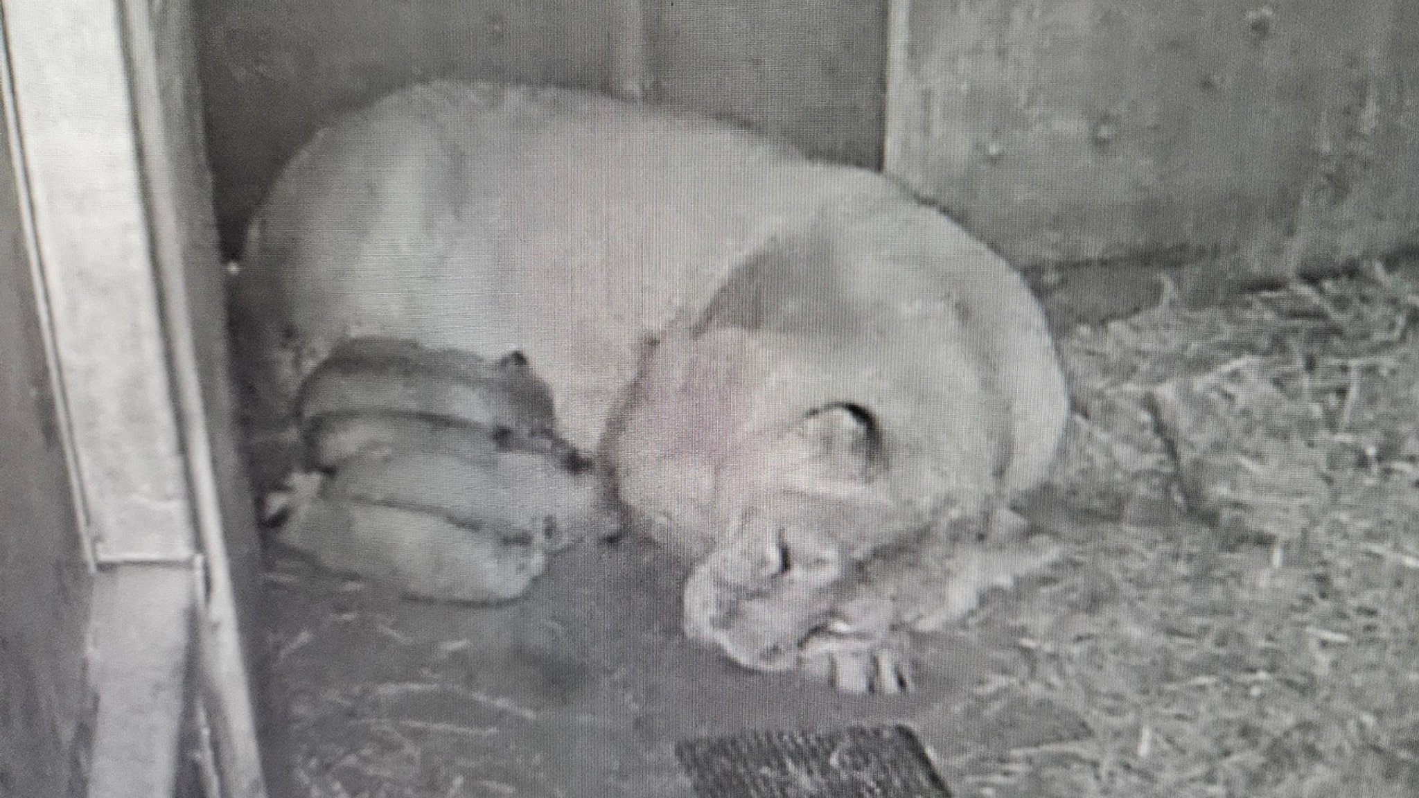 Löwenbaby im Tiergarten Nürnberg gestorben