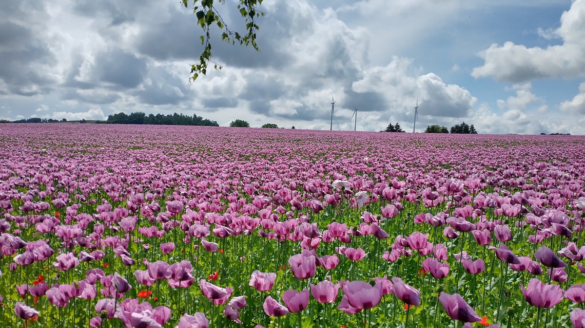 Violette Blüten: Blaumohnfelder werden zum Besuchermagnet