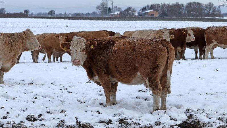 Kühe stehen auf einer verschneiten Weide. | Bild: picture alliance/dpa | Bernd Wüstneck Kühe stehen auf einer verschneiten Weide.