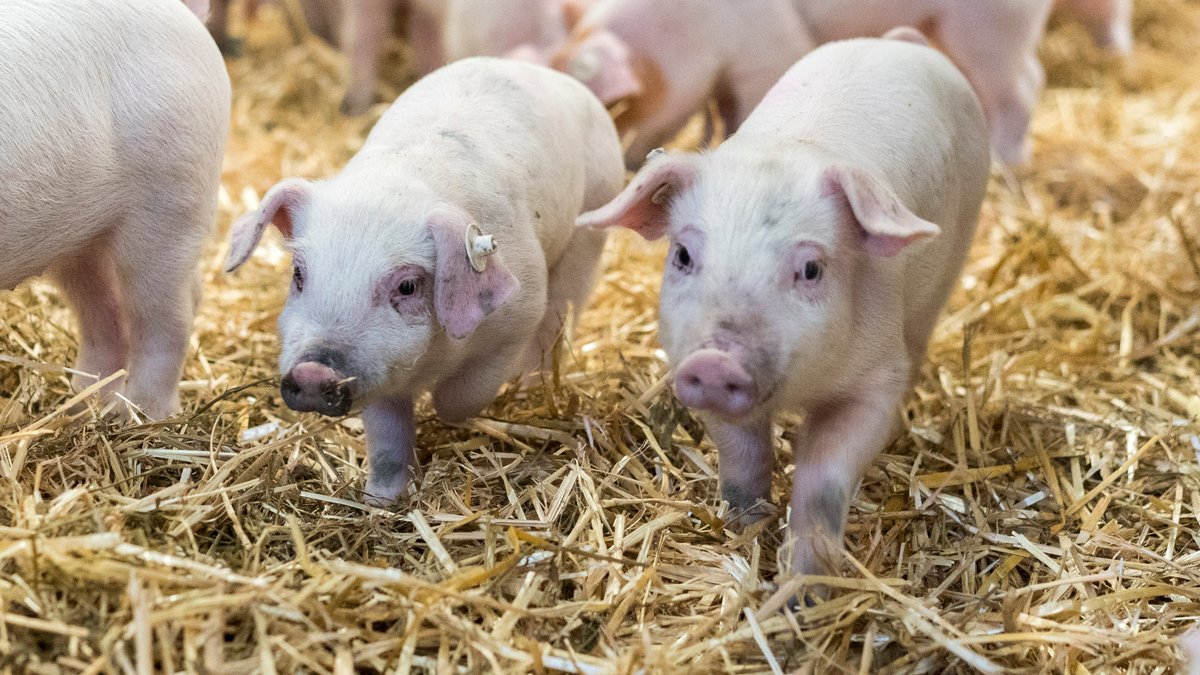 Kritik am Bund: Bayern stellt eigenes Tierwohlprogramm vor