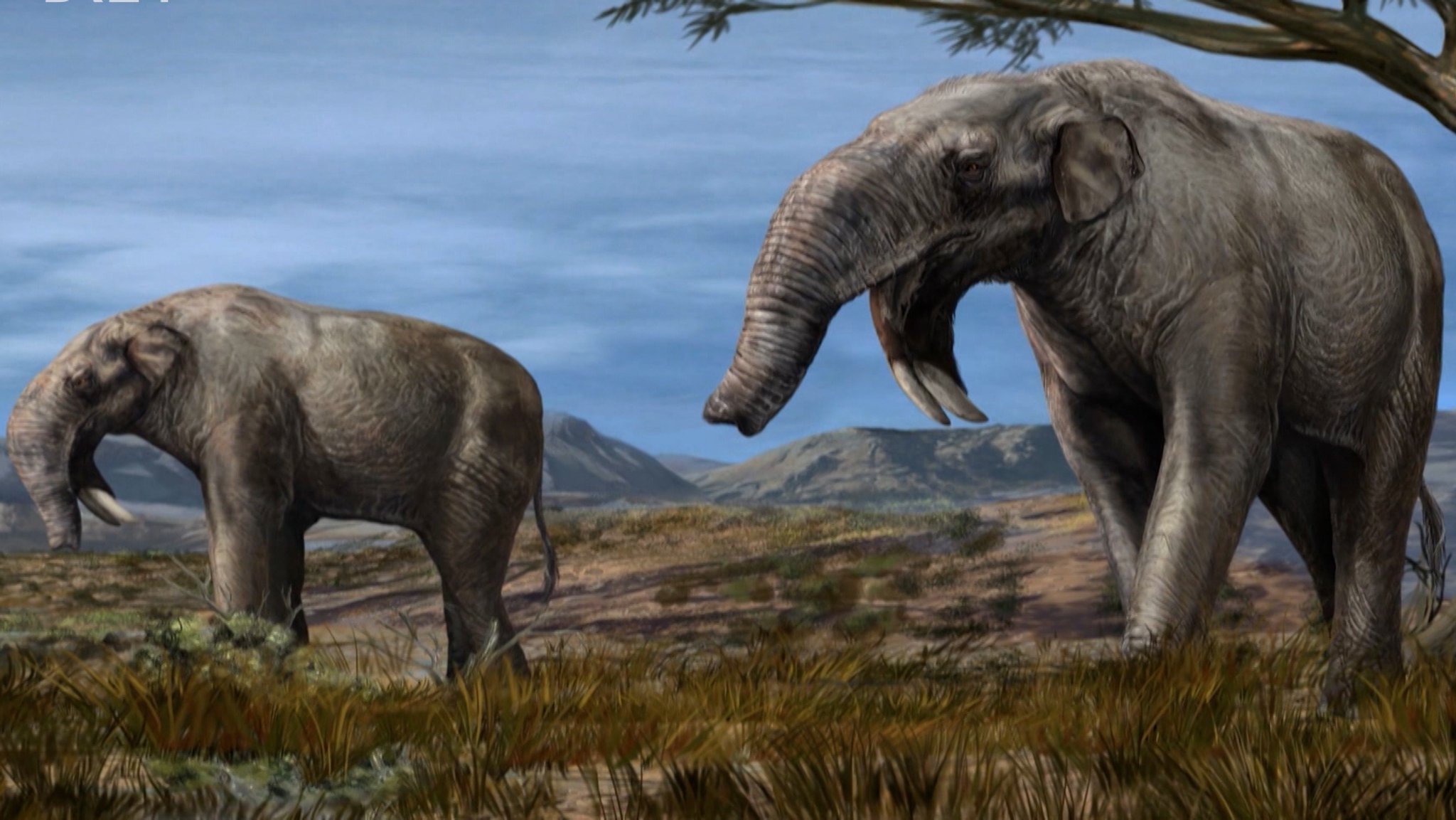 Zwei Skelette dieser Urelefanten waren in Weipersdorf bei Erding gefunden worden | Bild: Bayerischer Rundfunk 2026 Zwei Skelette dieser Urelefanten waren in Weipersdorf bei Erding gefunden worden