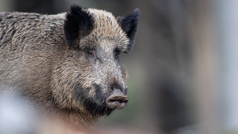 Ein Wildschwein. | Bild: dpa-Bildfunk/Lino Mirgeler Ein Wildschwein.