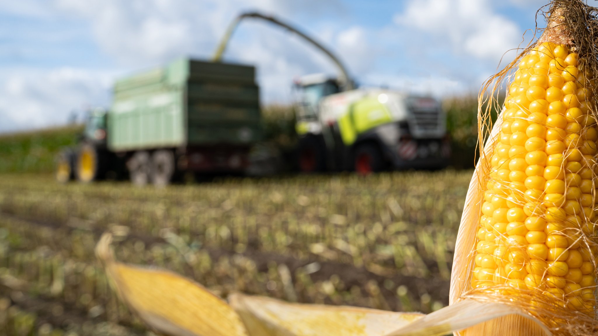 Sabotage auf dem Maisfeld - Landwirte entdecken Nägel in Kolben