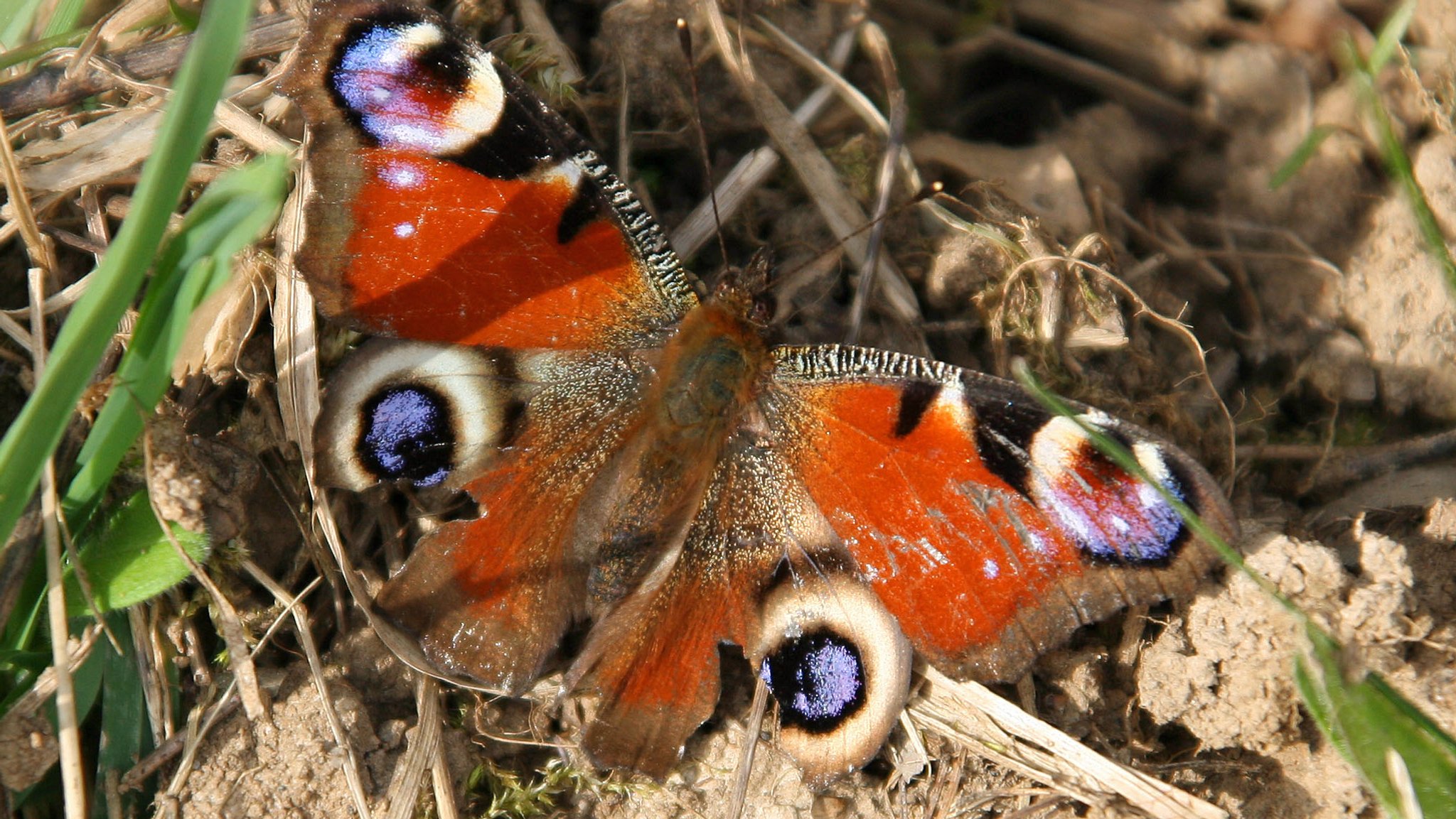 Tagpfauenauge im Frühjahr