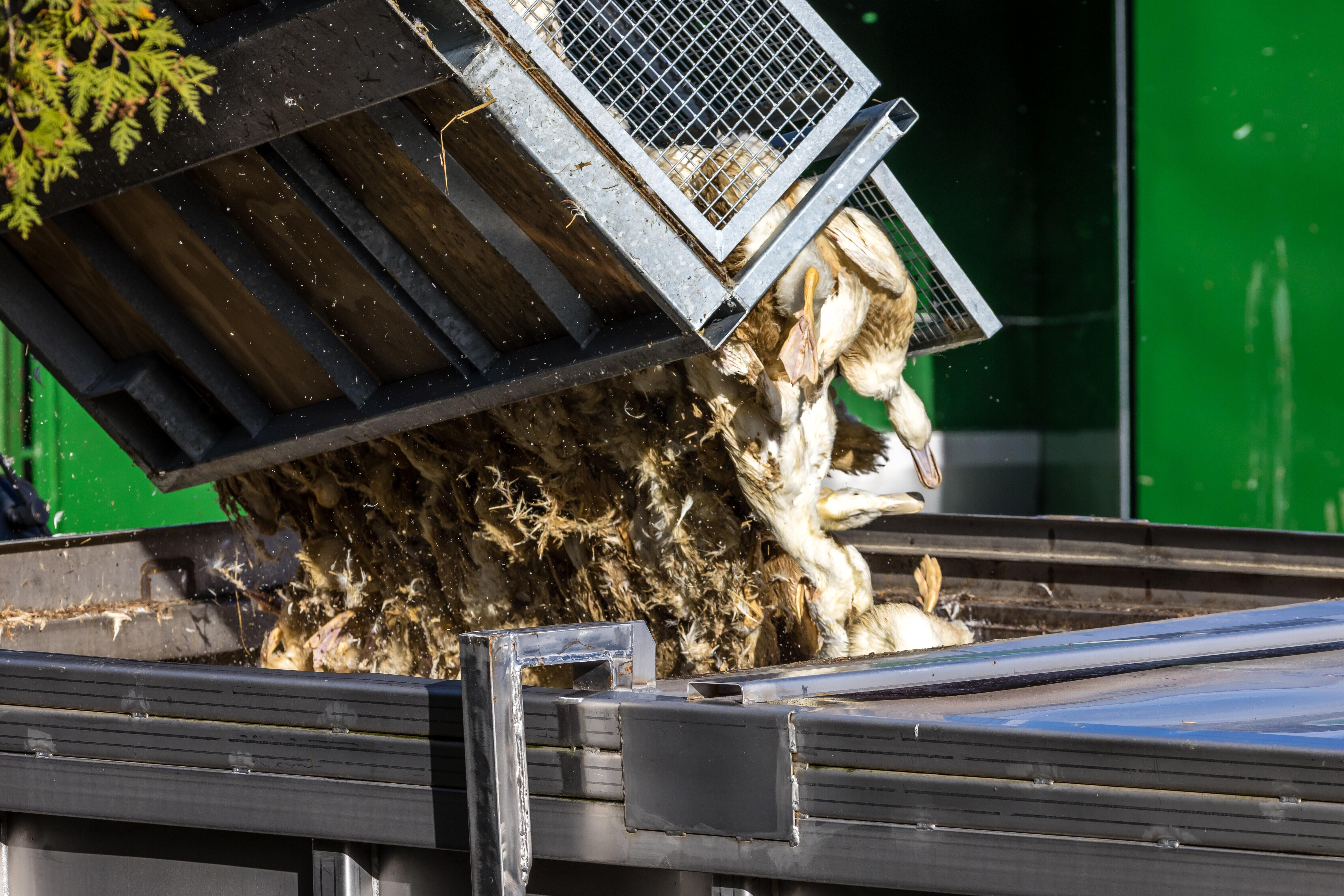 Enten, die in einer von Geflügelpest befallenen Anlage getötet wurden, werden in einen Transportbehälter gekippt (Aufnahme vom 26. 10. 2025)