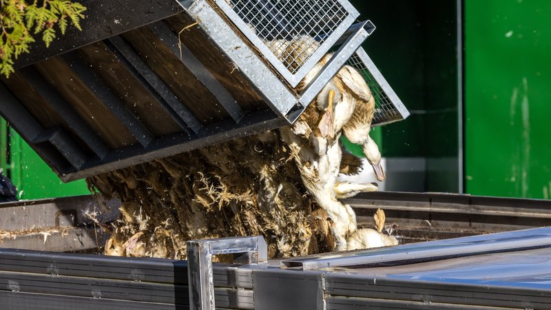 Enten, die in einer von Geflügelpest befallenen Anlage getötet wurden, werden in einen Transportbehälter gekippt (Aufnahme vom 26. 10. 2025) | Bild: picture alliance/dpa | Frank Hammerschmidt Enten, die in einer von Geflügelpest befallenen Anlage getötet wurden, werden in einen Transportbehälter gekippt (Aufnahme vom 26. 10. 2025)