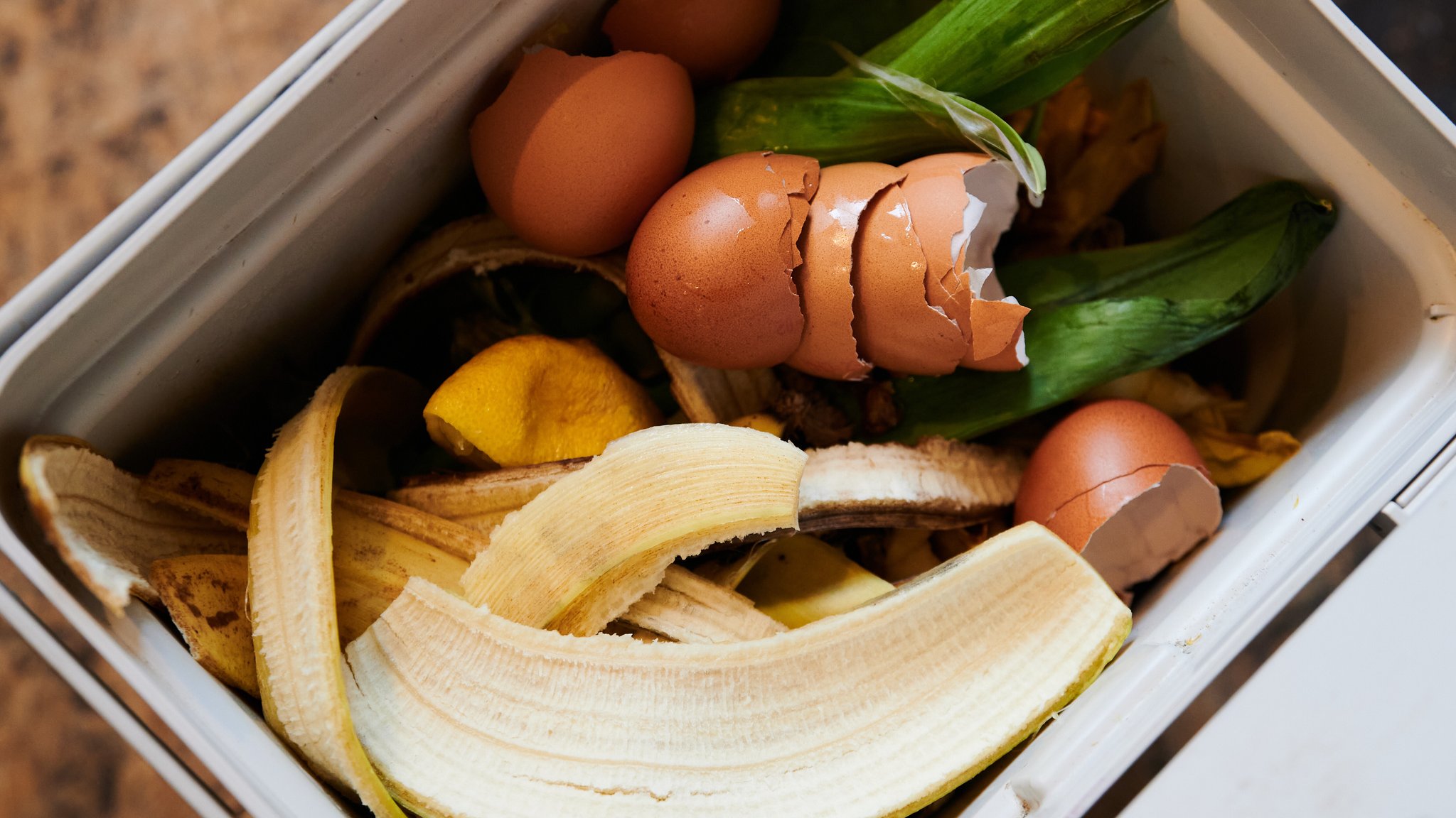 Was darf in die Biotonne und wie bleibt sie madenfrei?