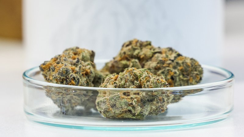 Cannabisblüten liegen in einer Petrischale | Bild: picture alliance/dpa | Jan Woitas Cannabisblüten liegen in einer Petrischale
