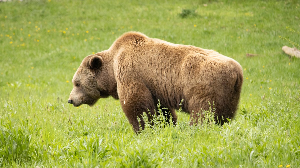 Ein Braunbär steht im Bärenwald Müritz auf einer Wiese. Im Bärenwald Müritz leben Braunbären, die gerettet wurden. 