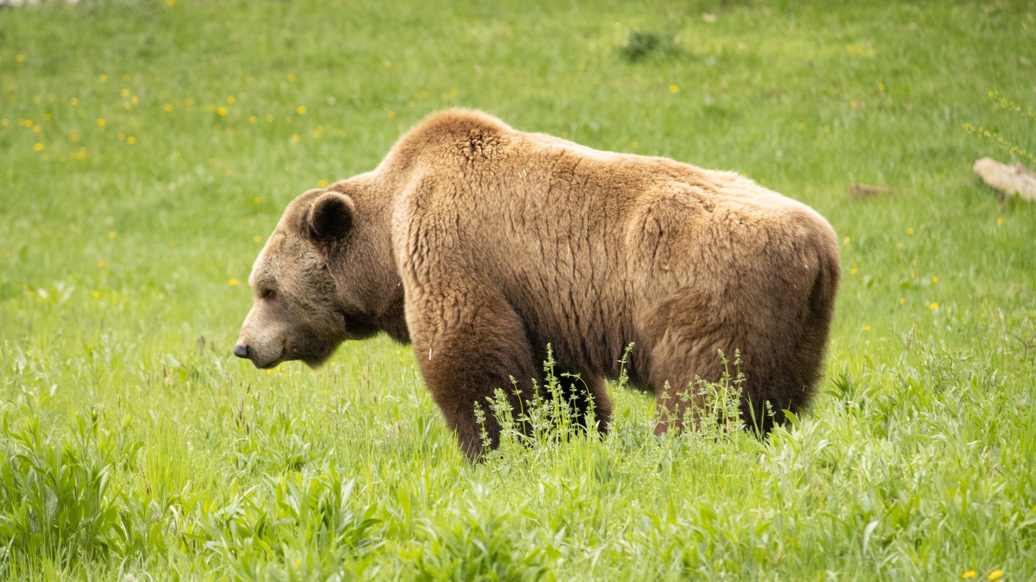 Ein Braunbär steht im Bärenwald Müritz auf einer Wiese. Im Bärenwald Müritz leben Braunbären, die gerettet wurden. 