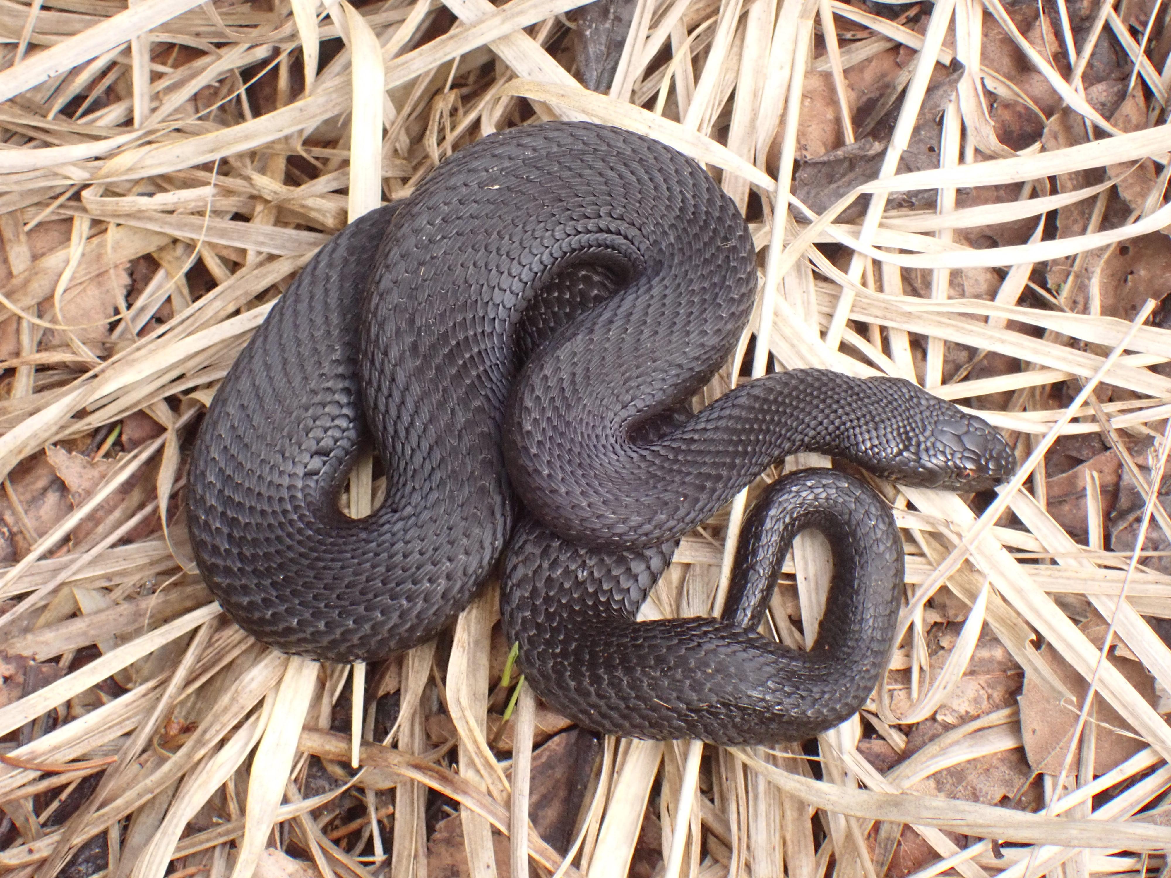 Eine komplett schwarze Kreuzotter.