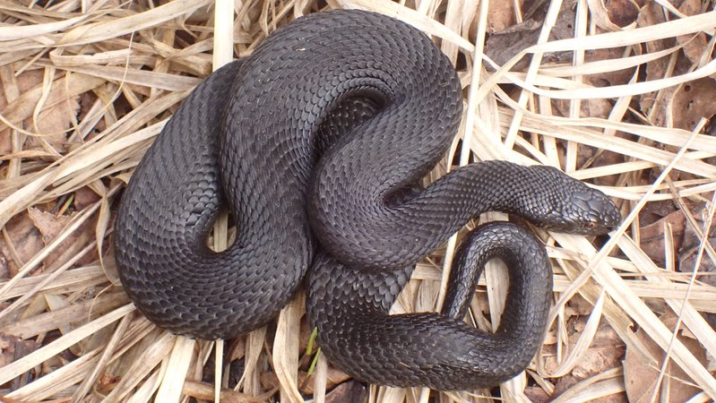Eine komplett schwarze Kreuzotter. | Bild: Heinz Sielmann Stiftung Eine komplett schwarze Kreuzotter.