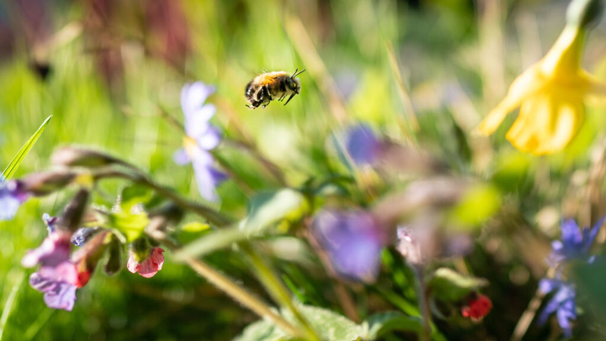 ARCHIV - 05.04.2023, Hessen, Frankfurt/Main: Eine Wildbiene fliegt im nachmittäglichen Sonnenschein bei der Futtersuche durch eine kleines Blumenbeet in einem Frankfurter Vorgarten.