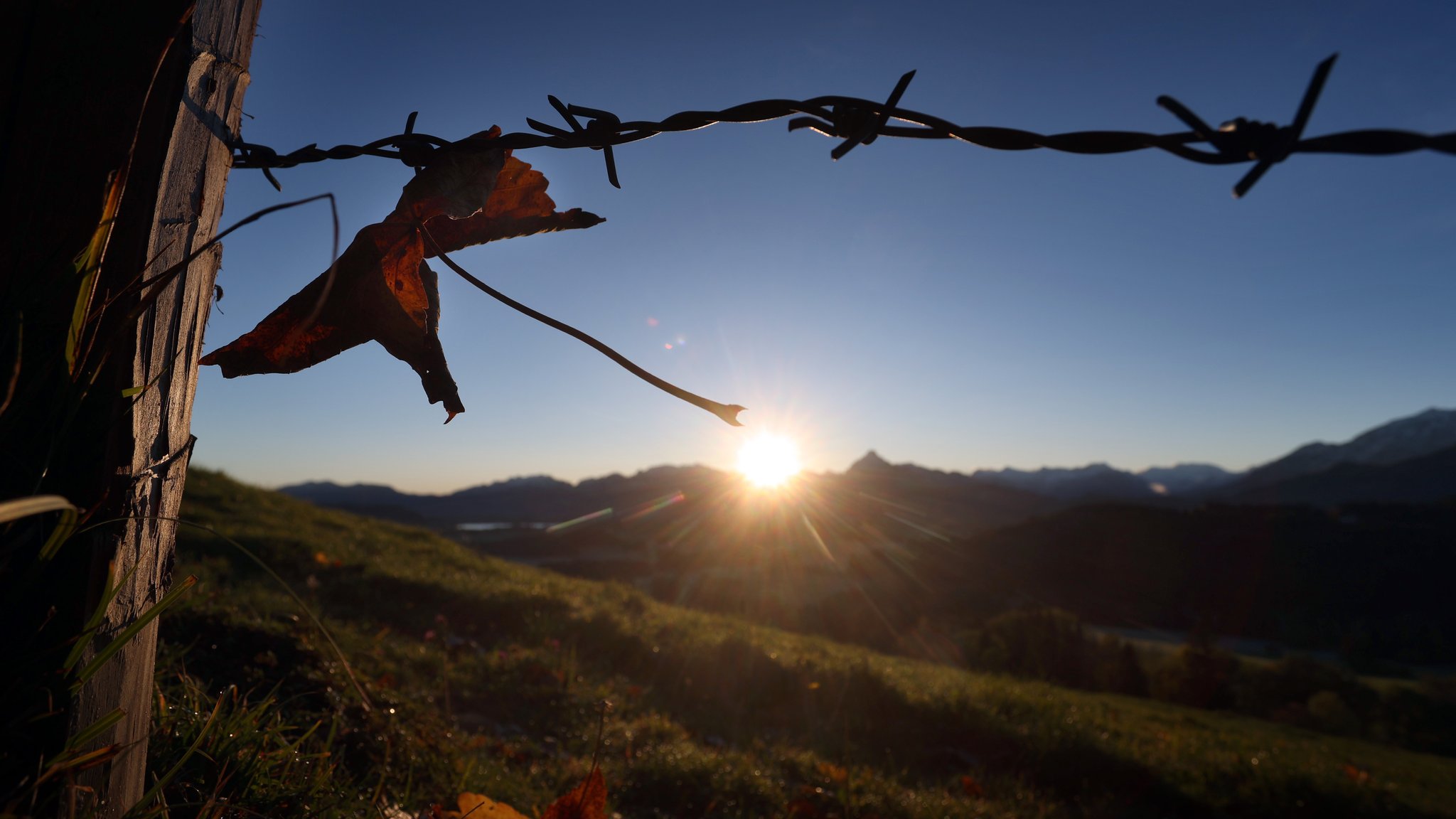 Hinter einem Herbstblatt in einem Weidezaun und dem Panorama der Alpen geht die Sonne auf.