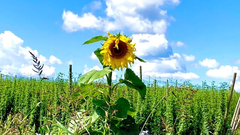 Sonnenblume unter blauem Himmel | Bild: BR/Christine Schneider Sonnenblume unter blauem Himmel