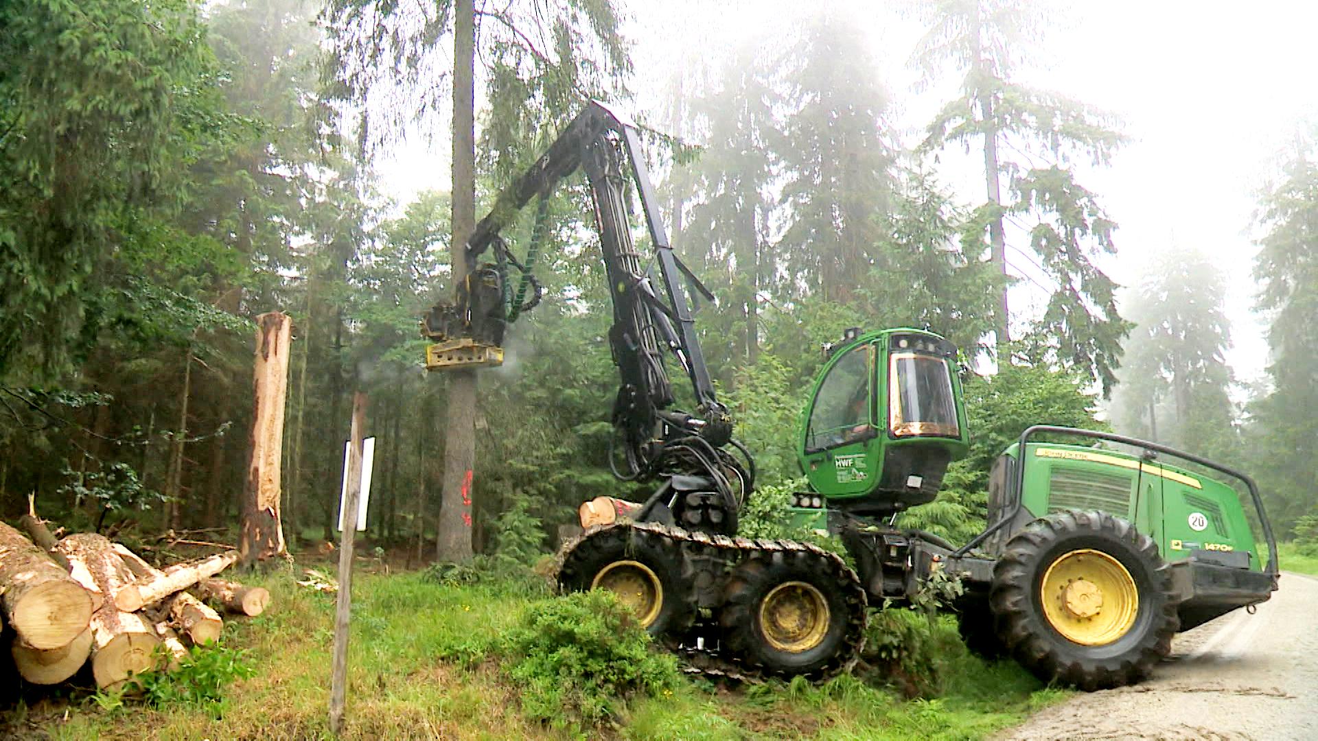 Trockenheit und Borkenkäfer: Gefahr für den Wald im Fichtelgebirge
