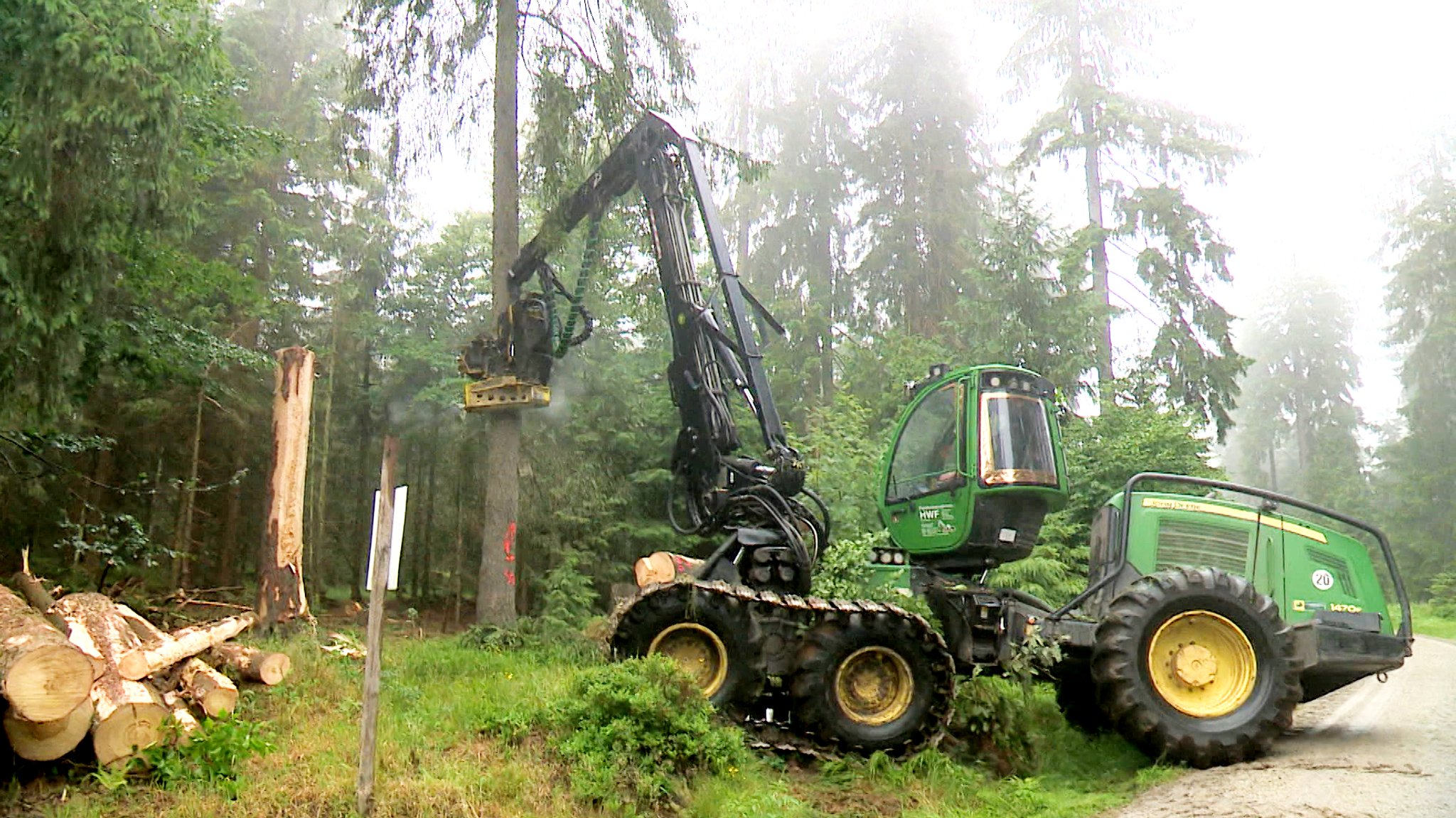 Trockenheit und Borkenkäfer: Gefahr für den Wald im Fichtelgebirge