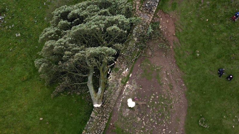 England: Aus "Robin Hood" bekannter Baum illegal gefällt