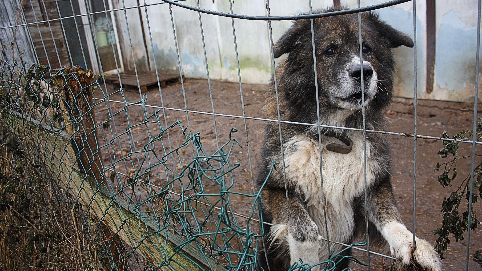 Leid durch zu viele Tiere – Phänomen Animal Hoarding