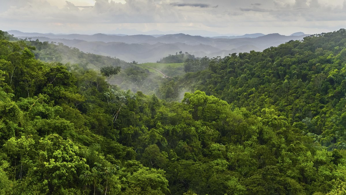 Weltweit verschwinden pro Minute 30 Fußballfelder Regenwald