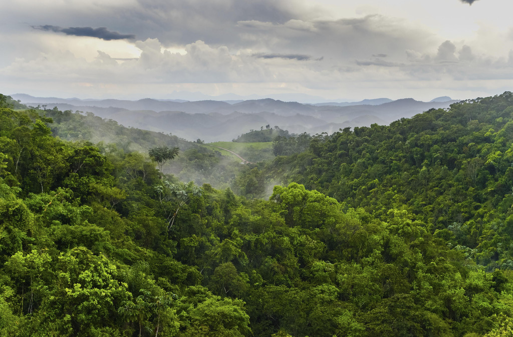 Regenwald im Bundesstaat Minas Gerais in Brasilien, Südamerika