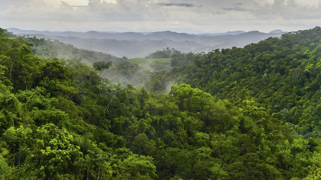 Regenwald im Bundesstaat Minas Gerais in Brasilien, Südamerika