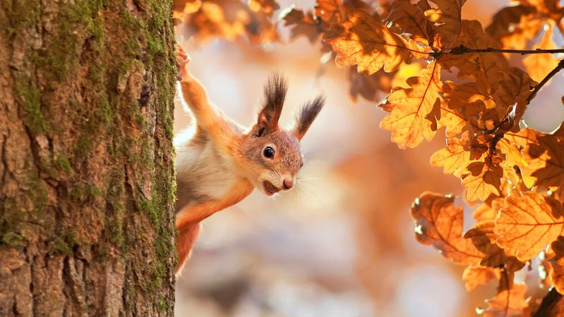 Ein Eichhörnchen klettert auf der Baumrinde einer Eiche. | Bild: stock.adobe.com Ein Eichhörnchen klettert auf der Baumrinde einer Eiche.