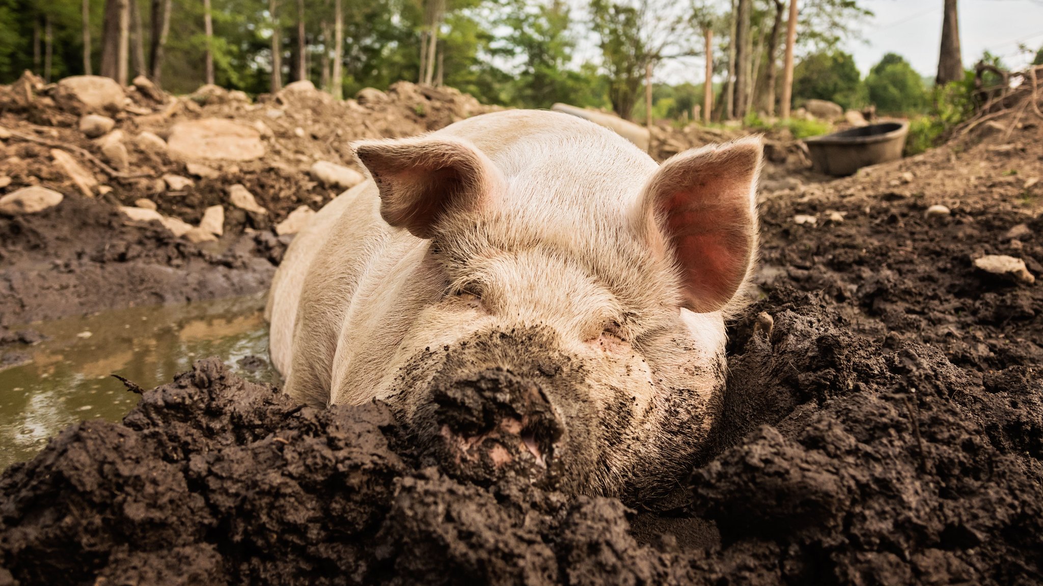 Ein Schwein liegt im Schlamm