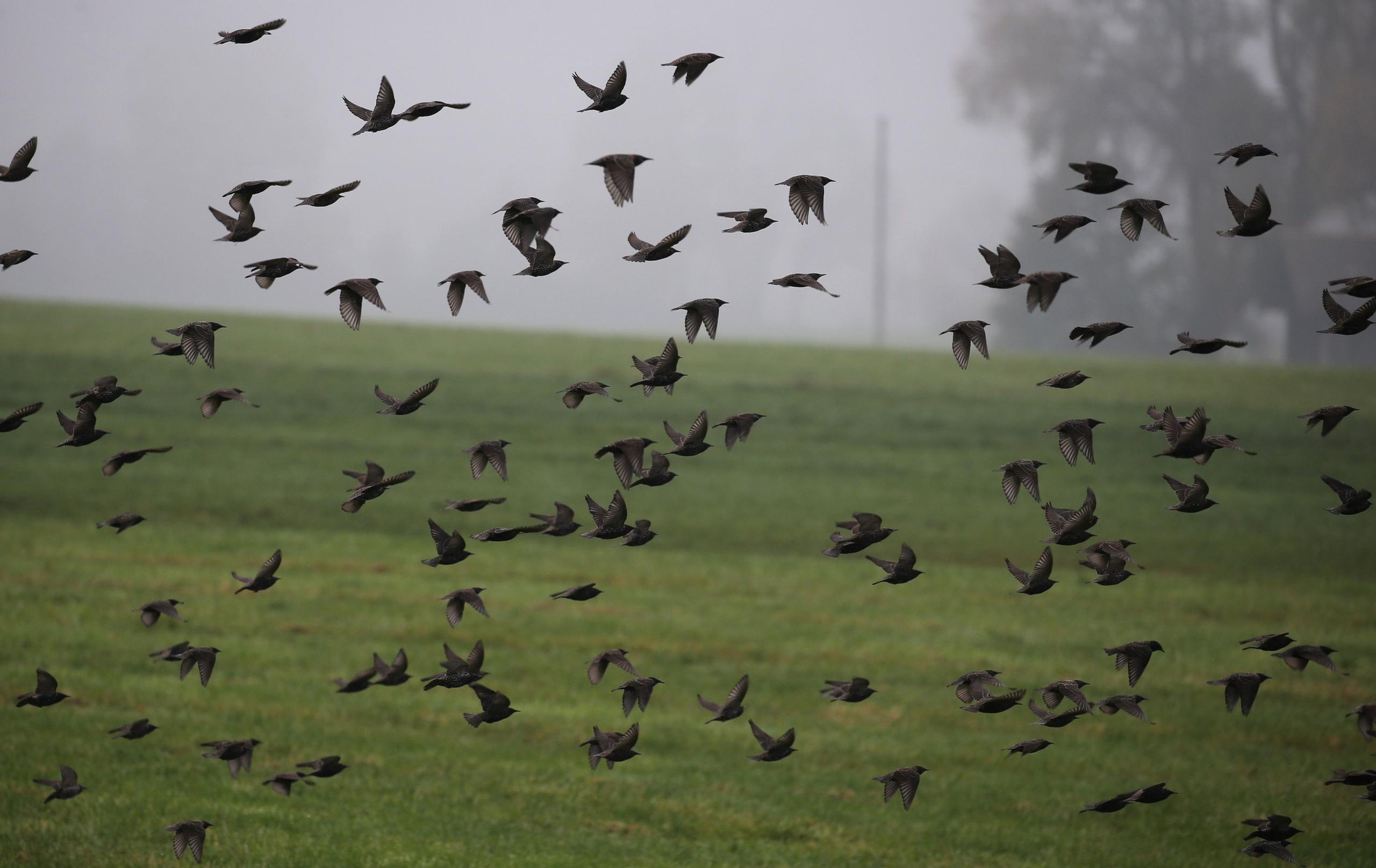 Stare fliegen über der Allgäuer Landschaft im Nebel. Die Zugvögel sammeln sich im Herbst für ihren Weg gen Süden.