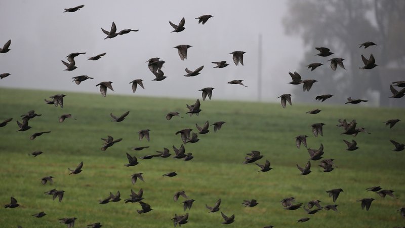 Stare fliegen über der Allgäuer Landschaft im Nebel. Die Zugvögel sammeln sich im Herbst für ihren Weg gen Süden. | Bild: dpa-Bildfunk/Karl-Josef Hildenbrand Stare fliegen über der Allgäuer Landschaft im Nebel. Die Zugvögel sammeln sich im Herbst für ihren Weg gen Süden.