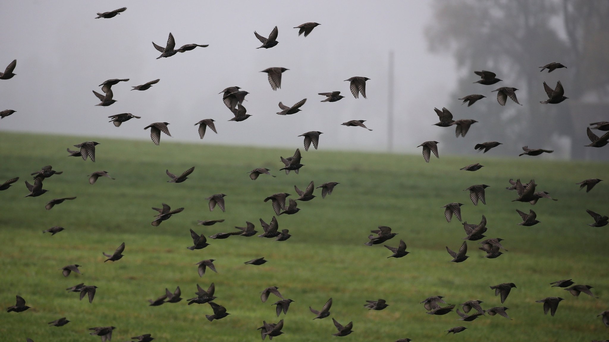 Stare fliegen über der Allgäuer Landschaft im Nebel. Die Zugvögel sammeln sich im Herbst für ihren Weg gen Süden.