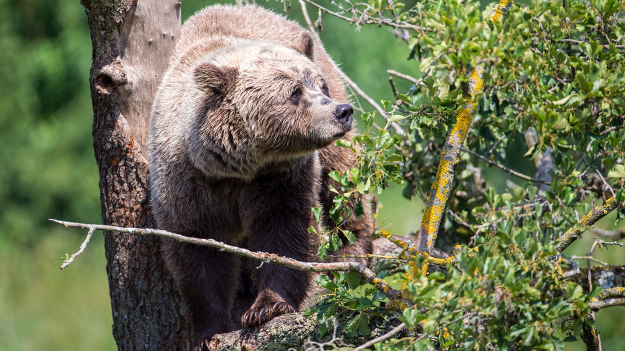 Bär reißt Schafe in Oberaudorf: Stimmung unter Bauern angespannt