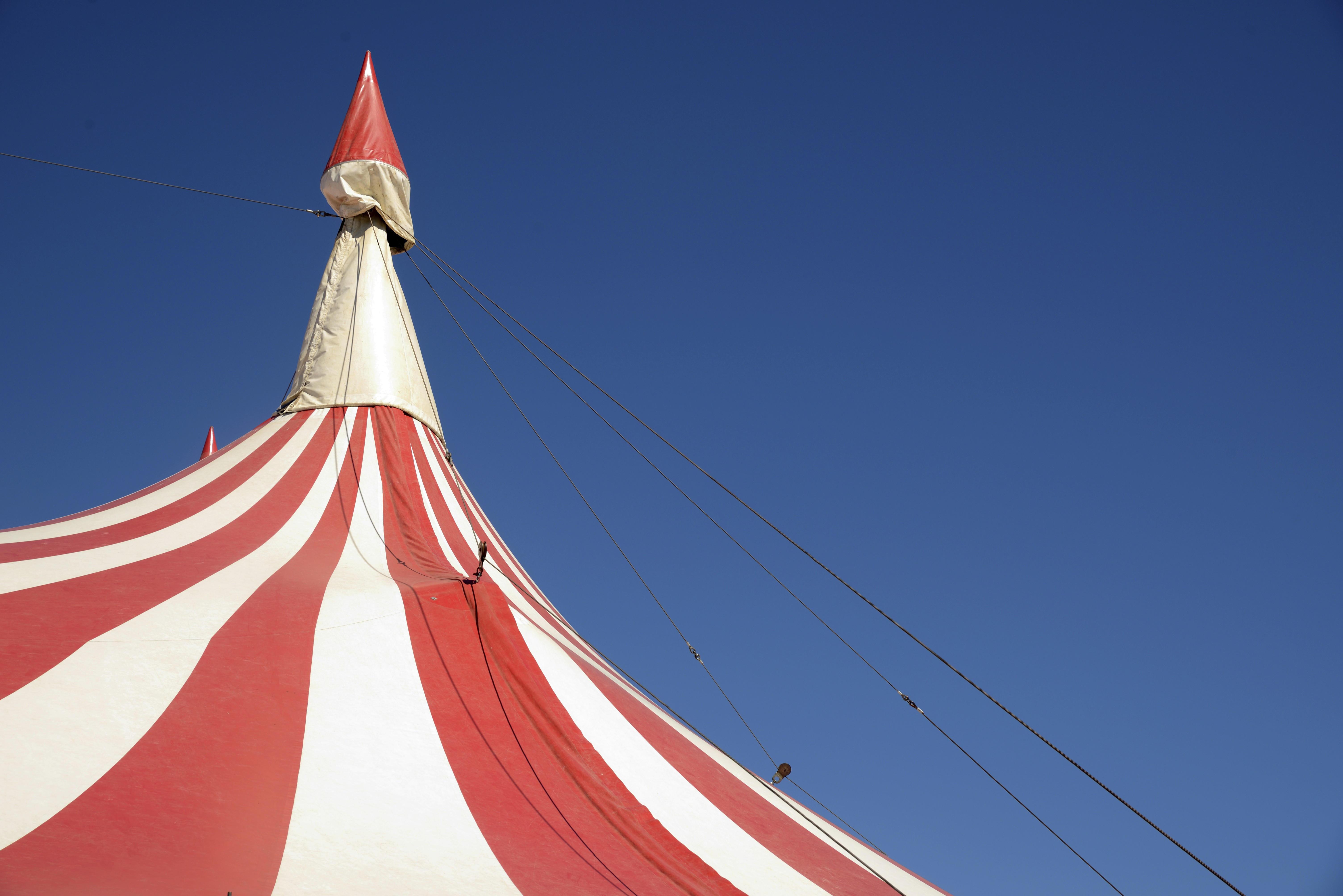 Proteste gegen Zirkus mit Tieren: Können Kommunen sie verbieten? | BR24