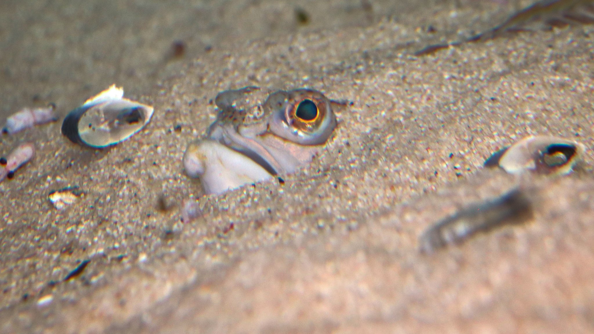 Ein Petermännchen hat sich im Sand eingegraben. Es schauen nur Maul und Augen hervor.