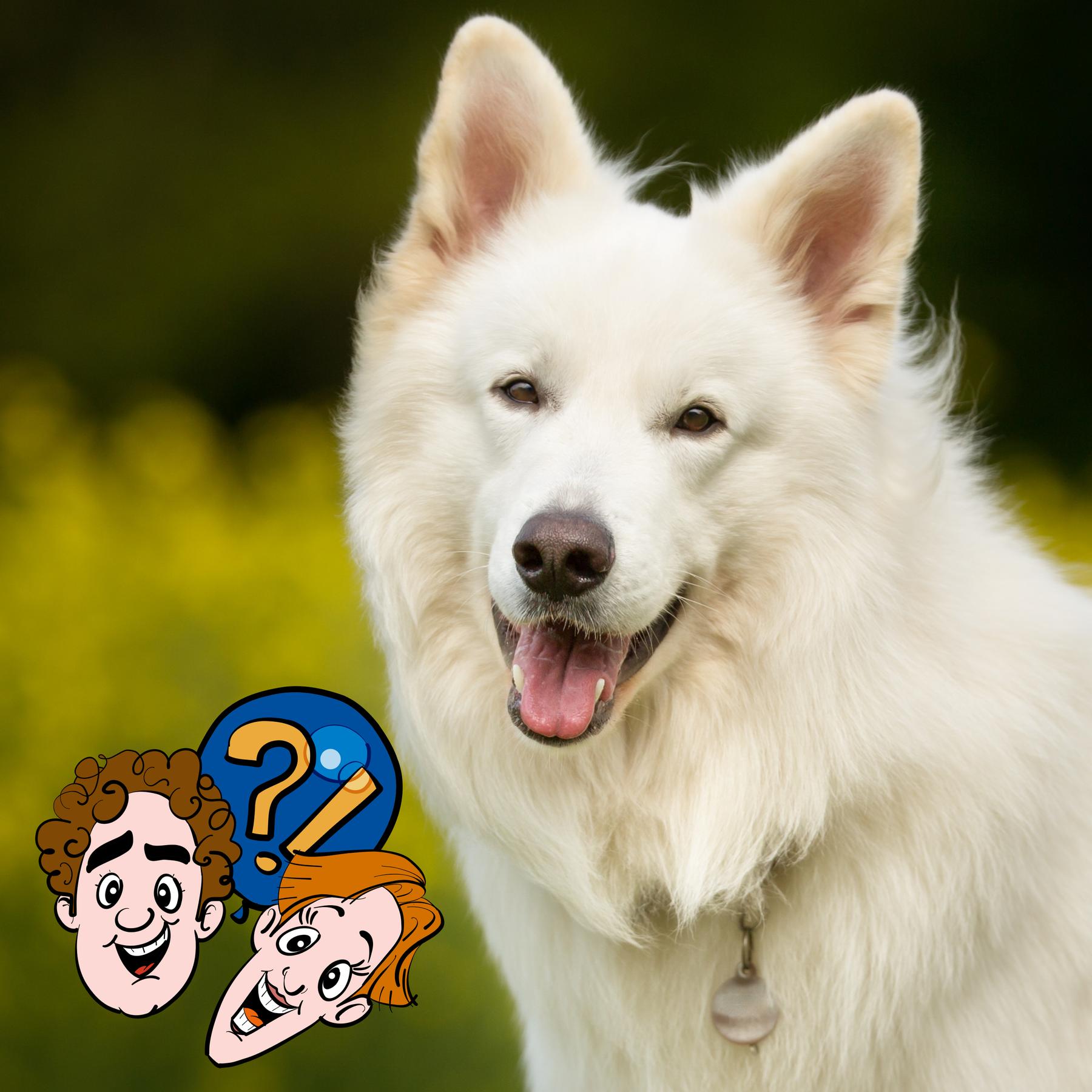 Bekommen Hunde vom Schwanzwedeln auch mal Muskelkater?