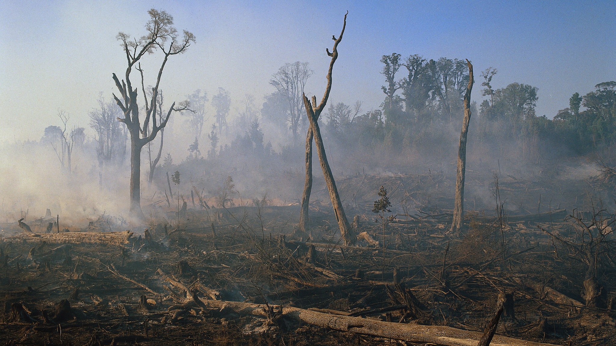 Im Bild zu sehen: Brandrodung von Regenwald.