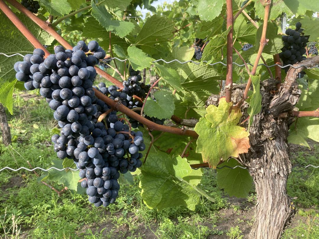 Familie Neubauer bei der Weinlese auf ihren Weinbergen bei Wiesenbronn.