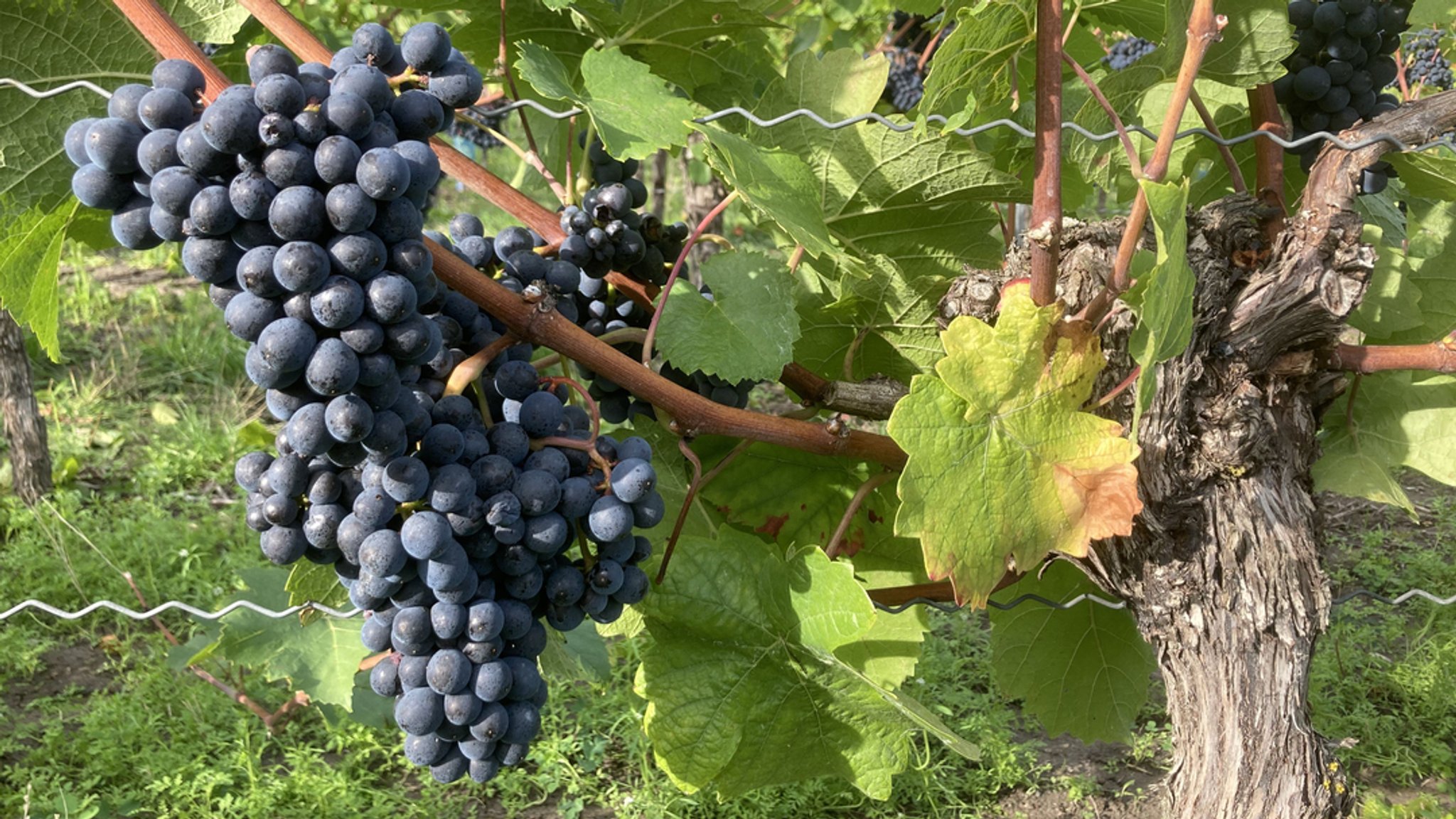 Familie Neubauer bei der Weinlese auf ihren Weinbergen bei Wiesenbronn.