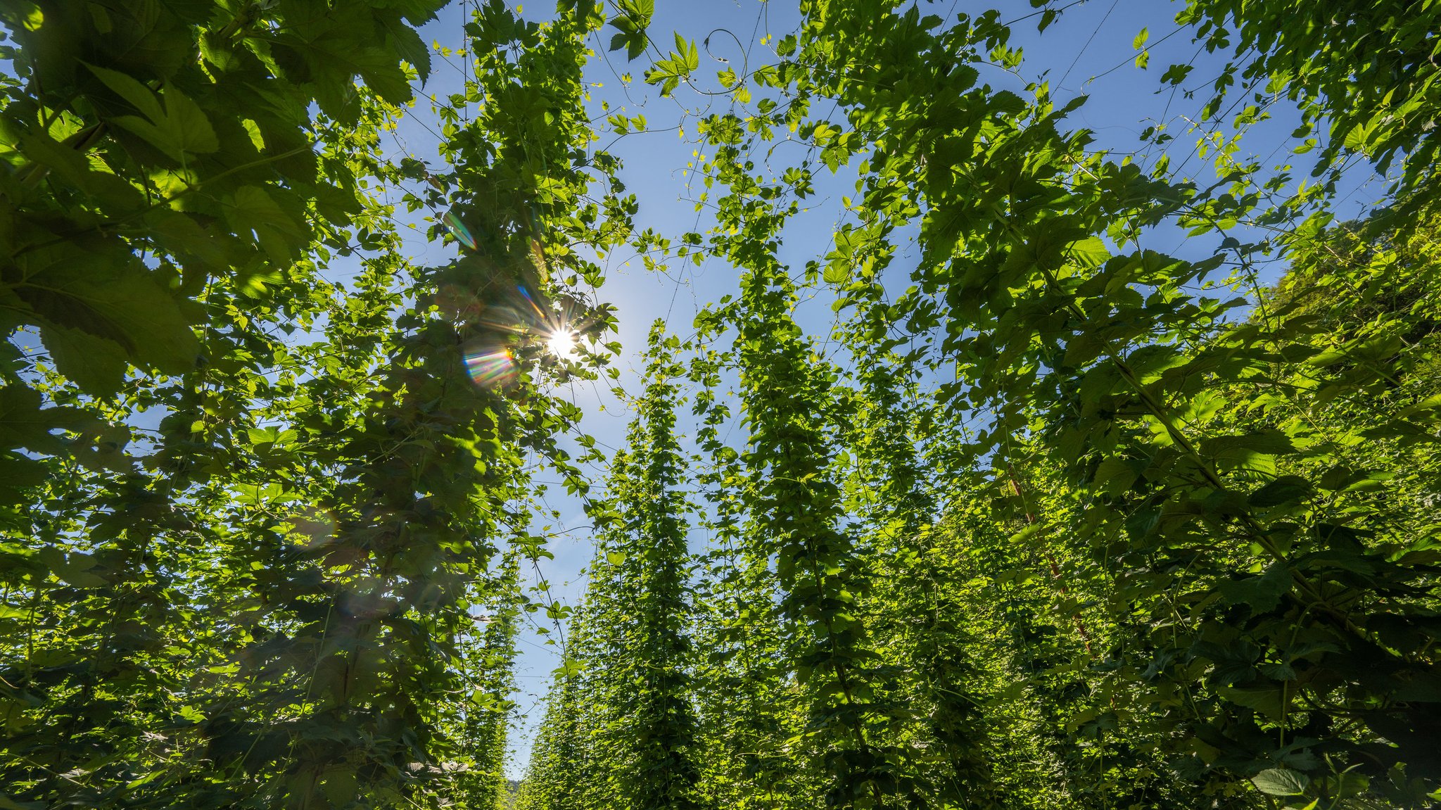 Hopfen rankt in einem Hopfengarten.