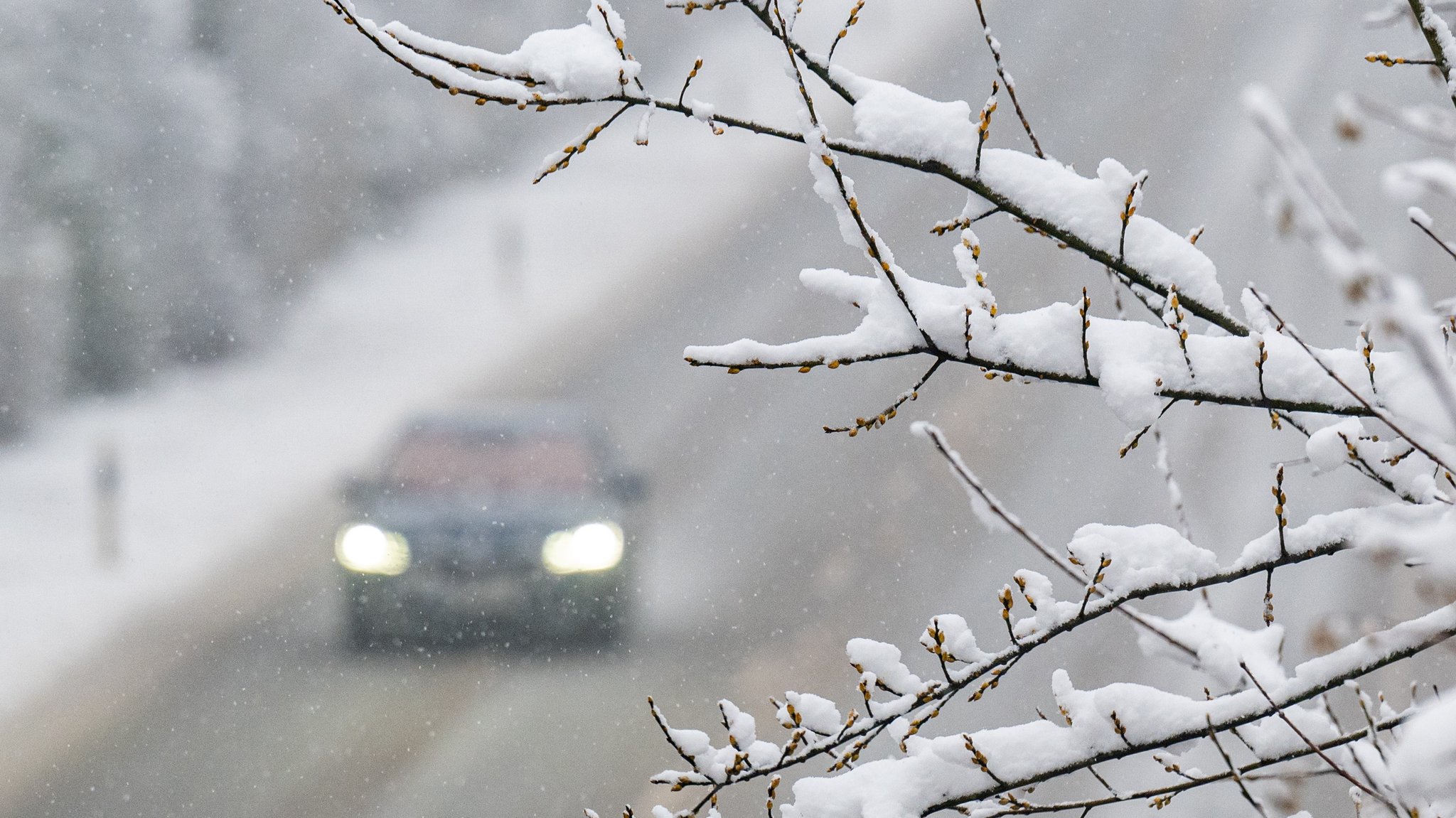 Auto hinter Baum