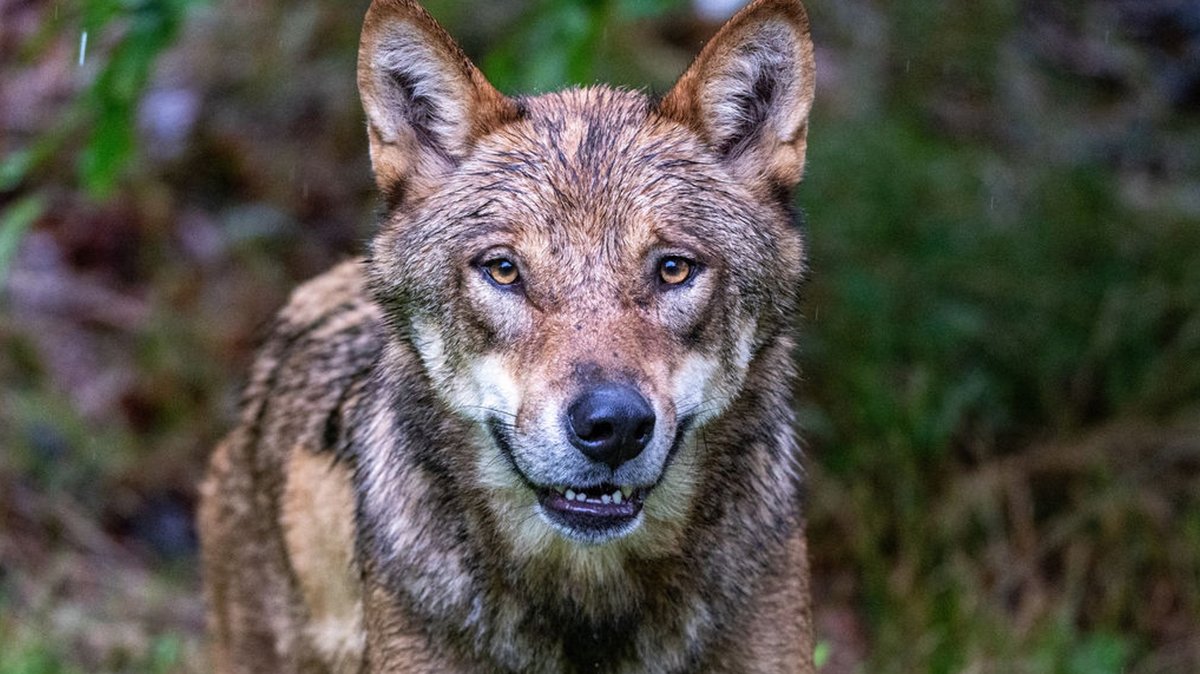 DNA-Analyse bestätigt: Wolf riss Schafe in Unterfranken