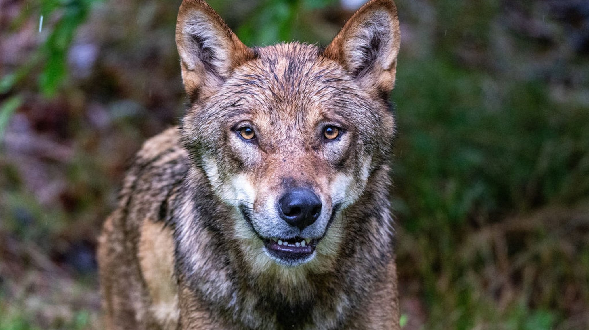 (Symbolbild) Ein Wolf blickt in die Kamera | Bild: dpa-Bildfunk/Armin Weigel (Symbolbild) Ein Wolf blickt in die Kamera