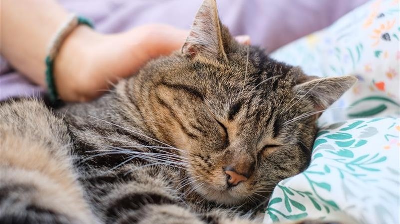 Eine Katze wird gestreichelt. | Bild: BR/Johanna Schlüter Eine Katze wird gestreichelt.
