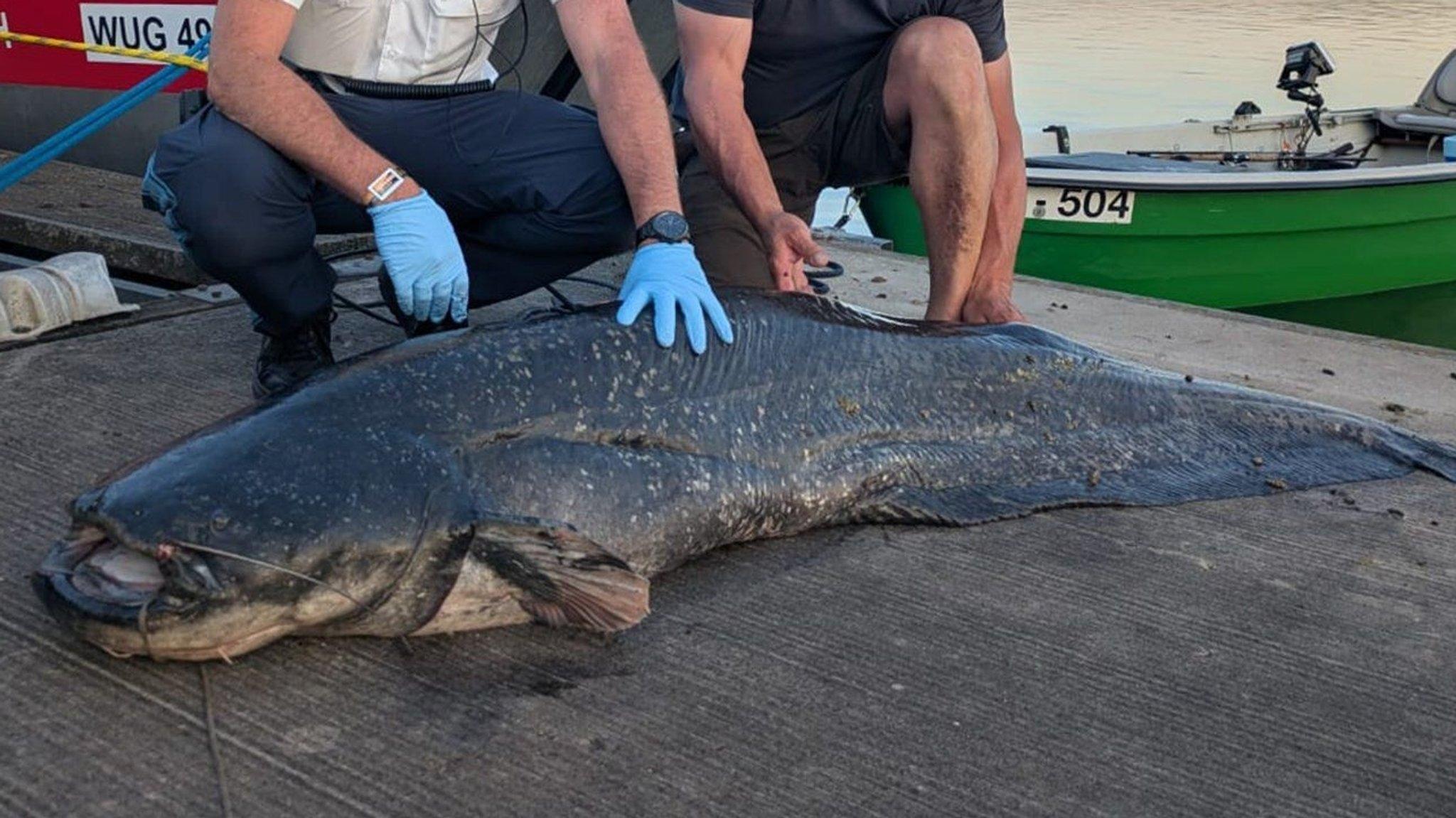 Hände zum Teil in Schutzhandschuhen tasten dien Oberfläche eines toten Fioches ab. 