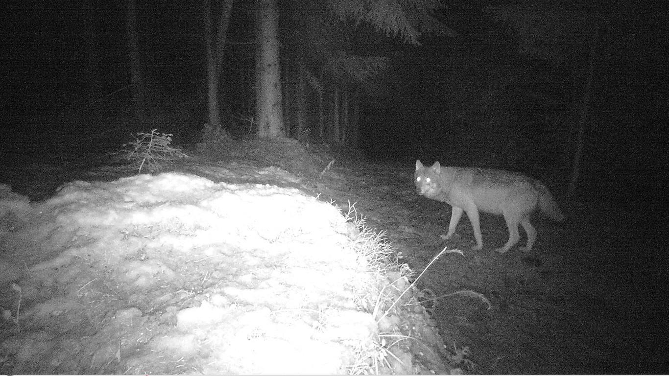 Λύκος πέφτει σε παγίδα φωτογραφίας στο Oberallgäu