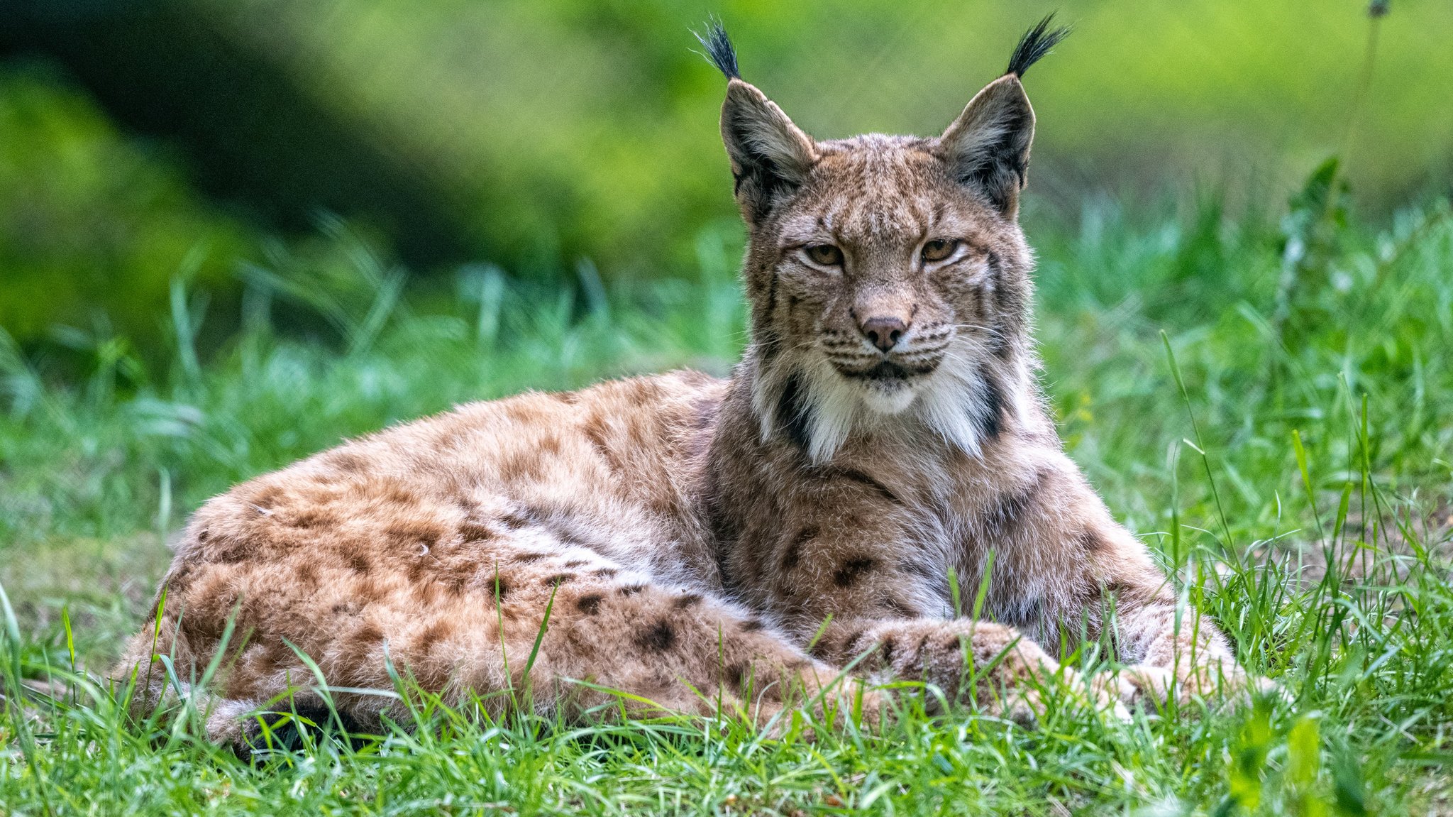 Ein Luchs liegt auf einer Wiese 