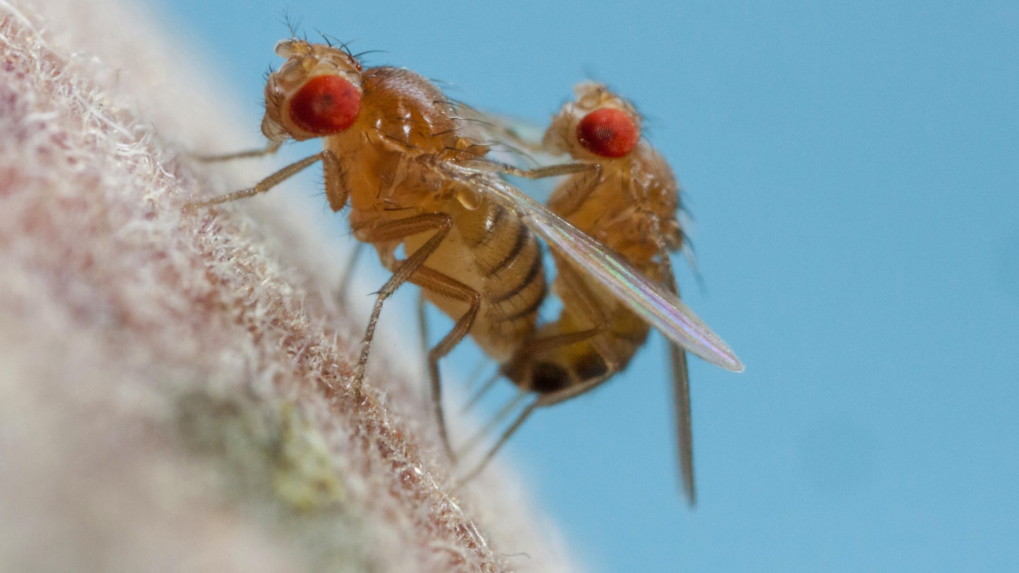 Zwei Fruchtfliegen paaren sich