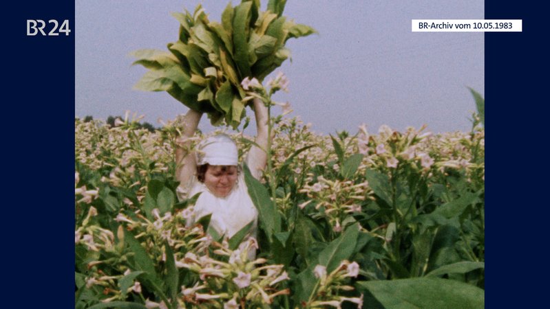 Frau mit Tabakblättern in den Händen auf einem Tabak-Feld | Bild: BR-Archiv Frau mit Tabakblättern in den Händen auf einem Tabak-Feld